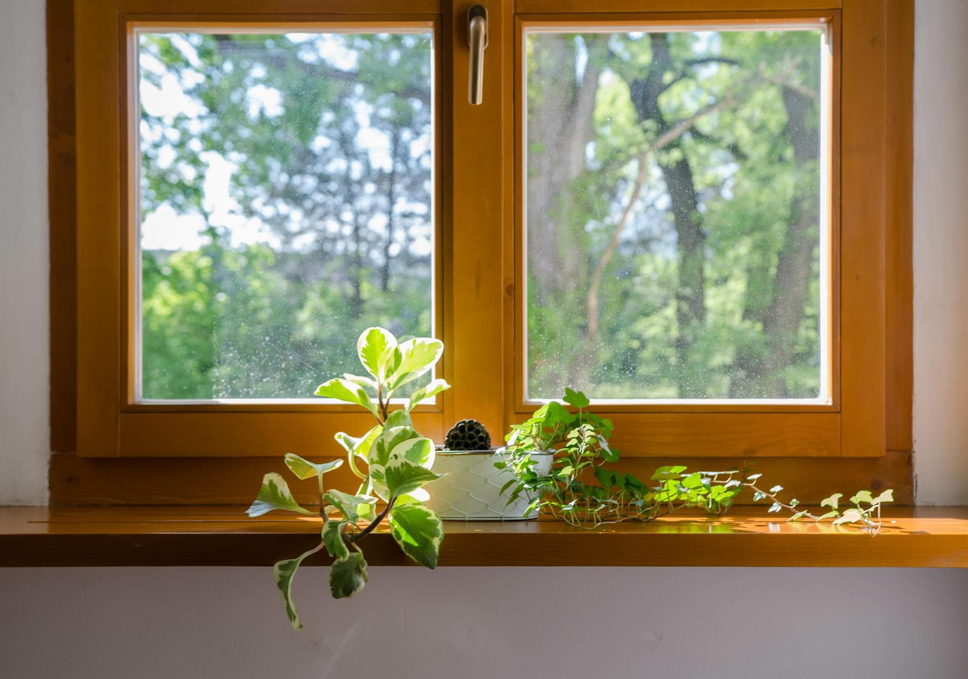 Ventanas de madera en Sarria